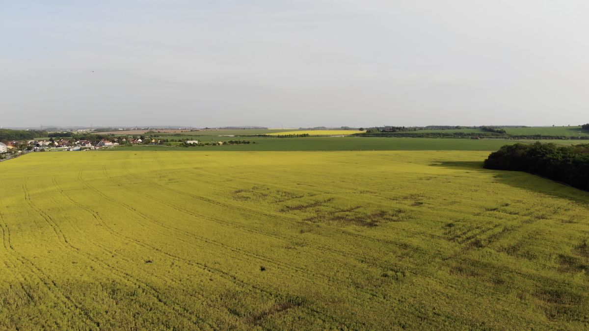 Konec biosložky nezmenší žluté lány řepky ani o píď, tvrdí zemědělci